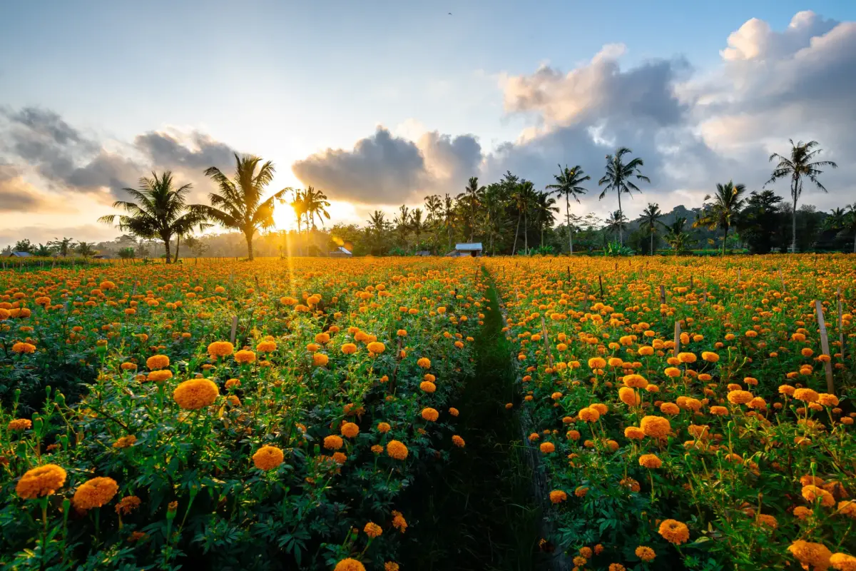 Morning marigold field Bali