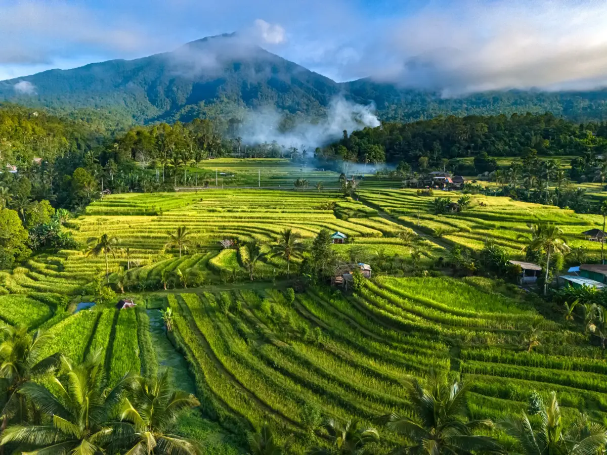 Tabanan Rice Field